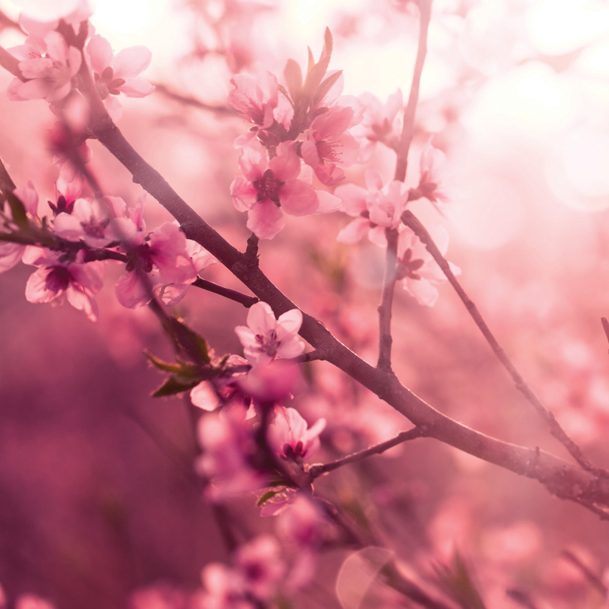Pink Love Spell 2.5 Oz Artisan Melts 3