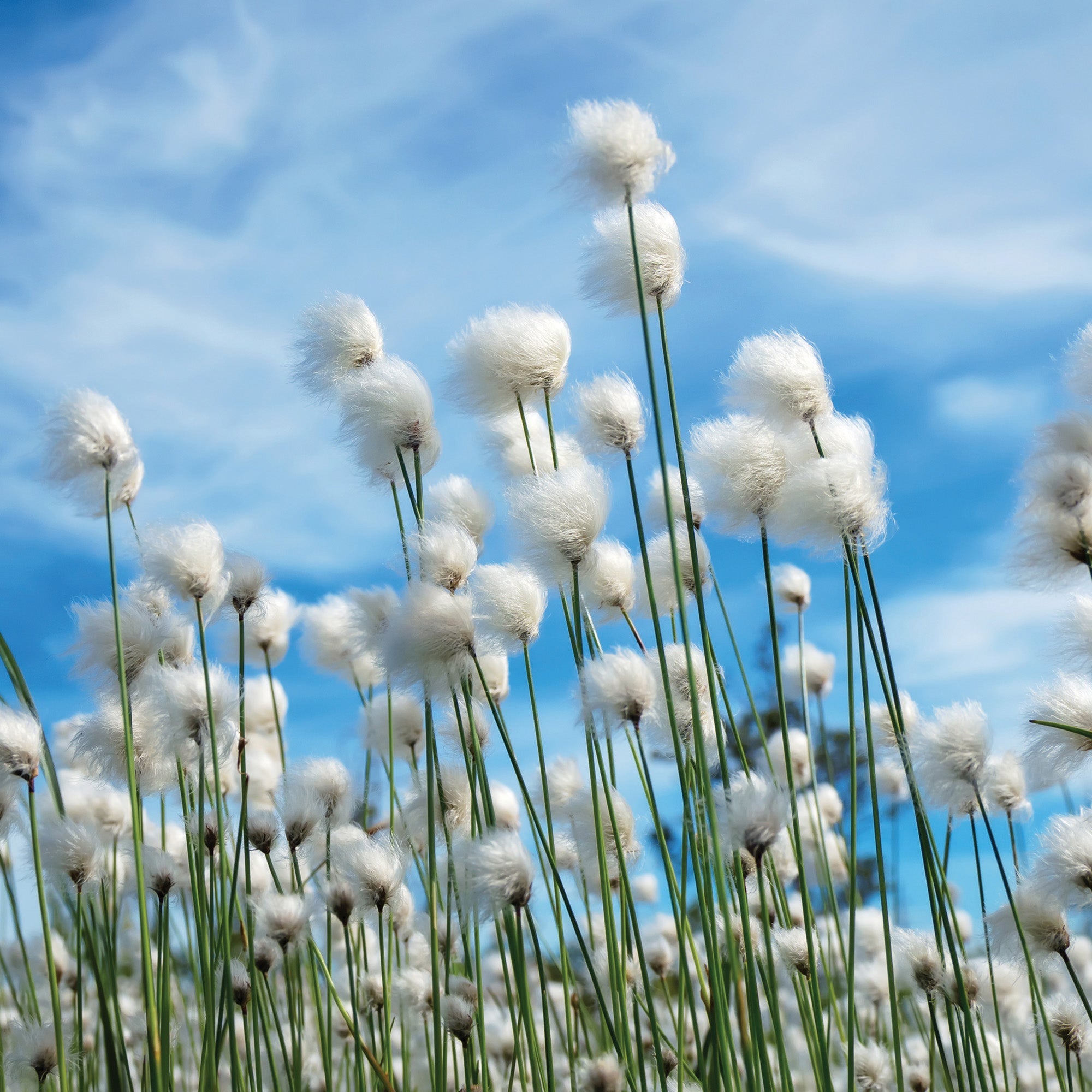 Sunkissed Cotton 2.5 Oz Artisan Melts 3