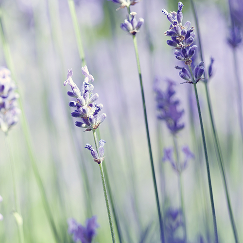 Lavender Vanilla Wax Melts 2.5oz 3