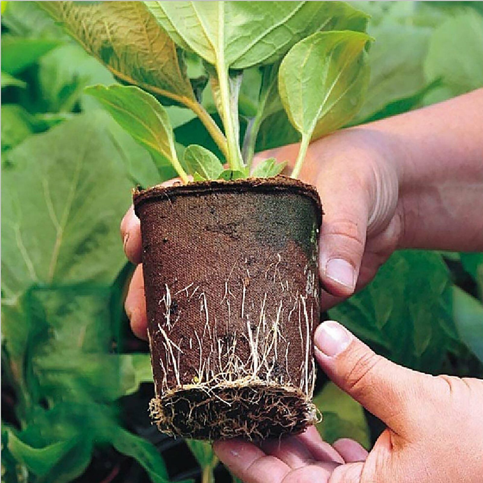 10pcs Biodegradable Seedling Trays 12-Hole Garden Starter 3