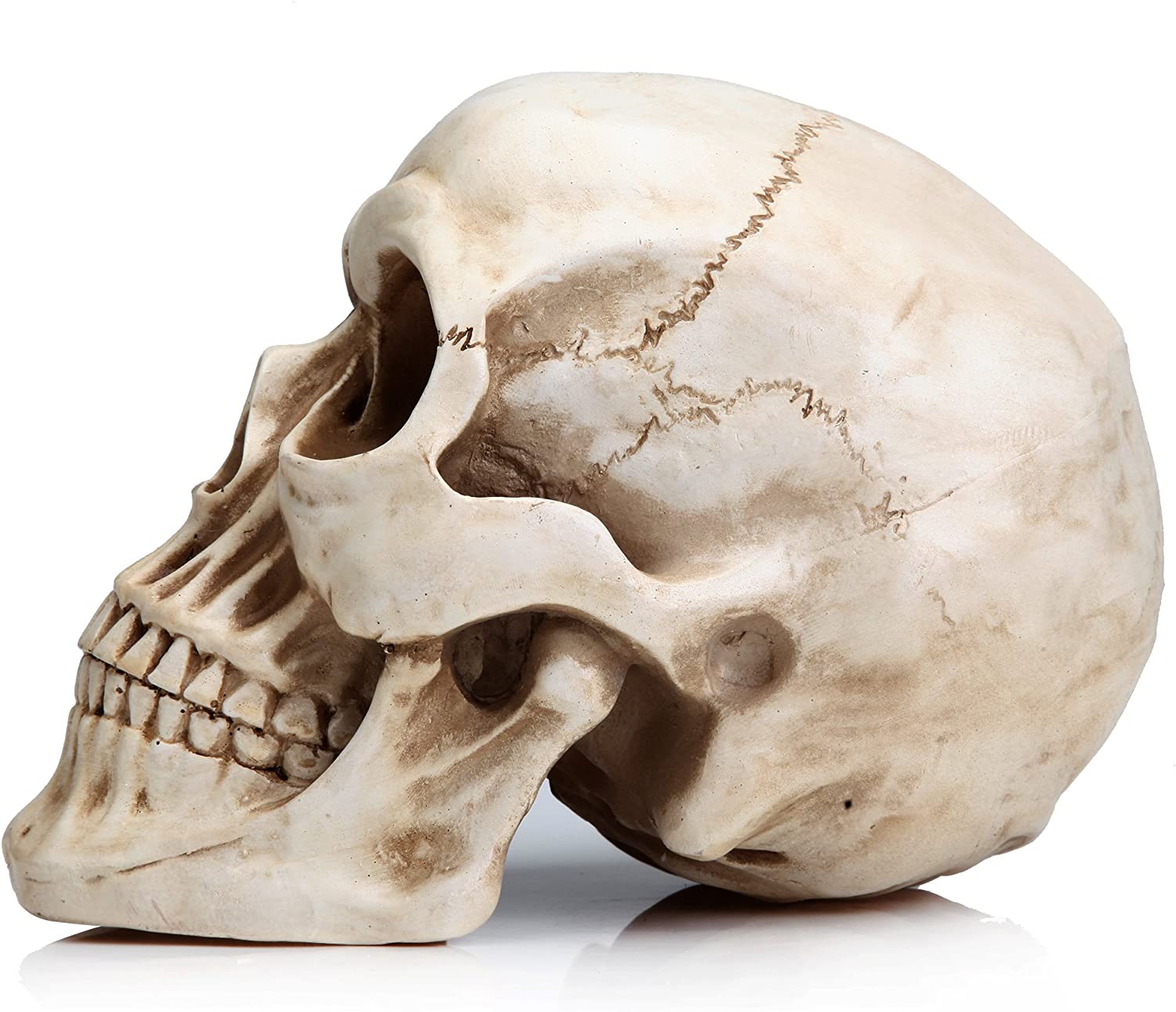 1:1 Replica Realistic Human Adult Skull Head Bone Model 3