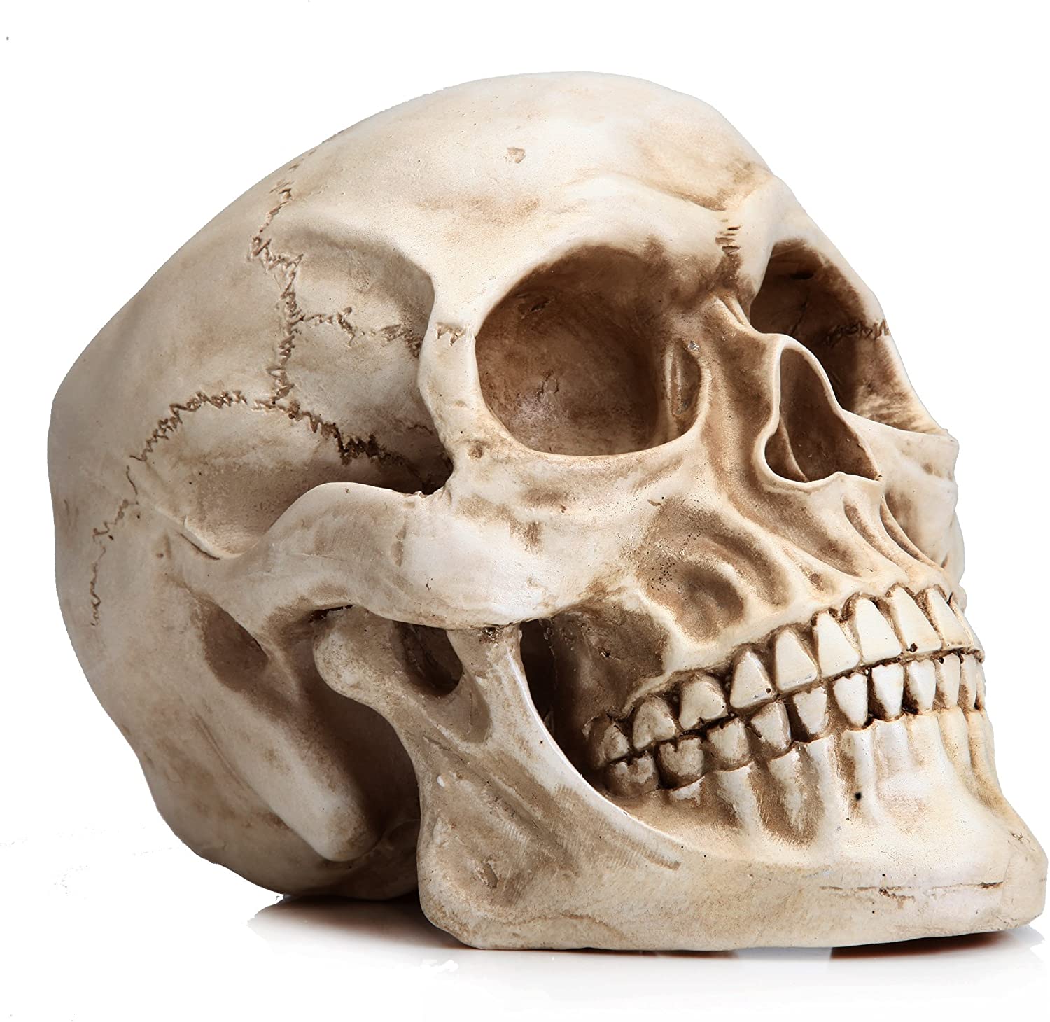 1:1 Replica Realistic Human Adult Skull Head Bone Model 4