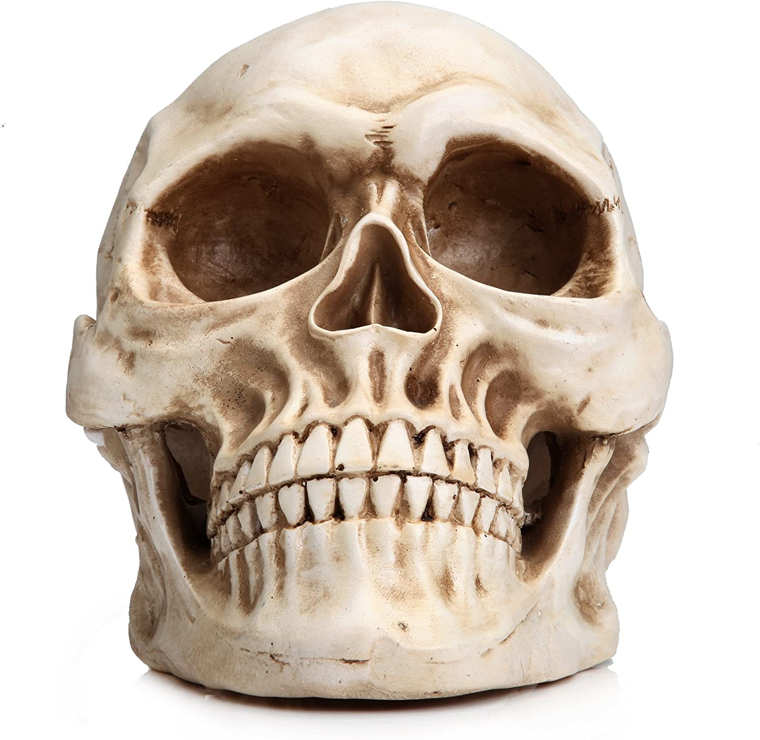 1:1 Replica Realistic Human Adult Skull Head Bone Model 5