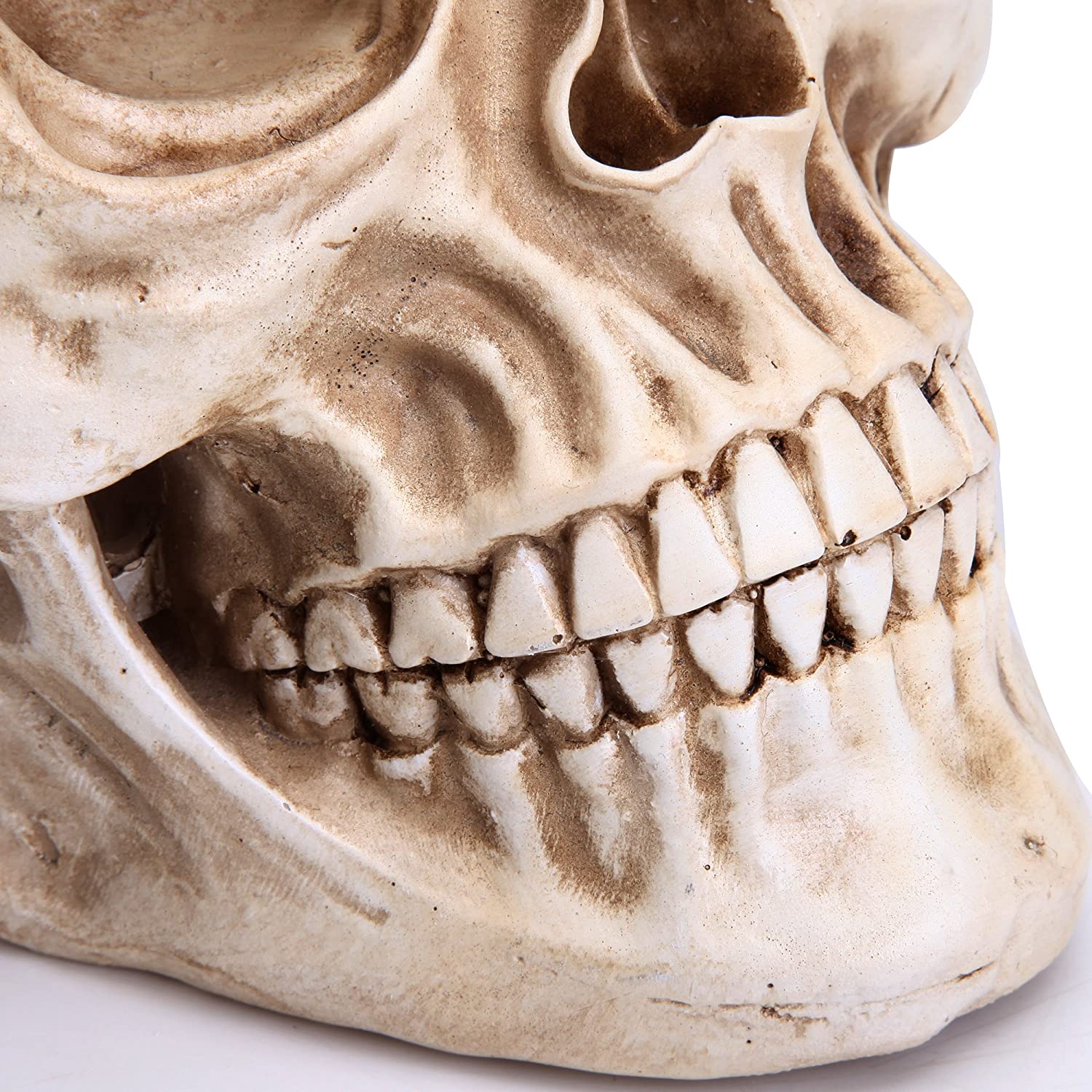 1:1 Replica Realistic Human Adult Skull Head Bone Model 6