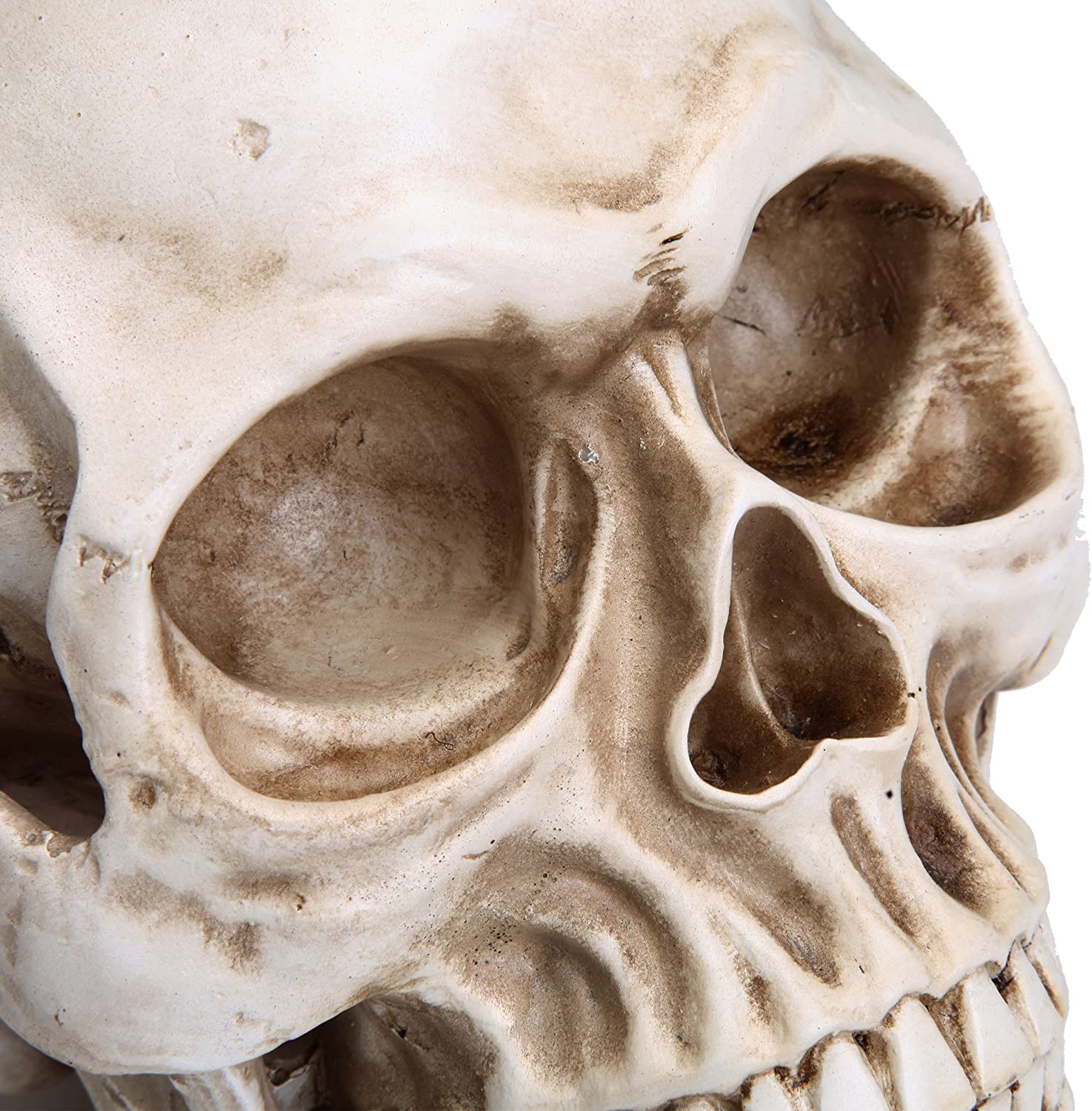 1:1 Replica Realistic Human Adult Skull Head Bone Model 7