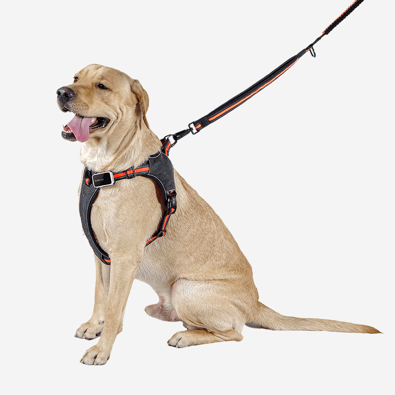 Pawfit Leash 3