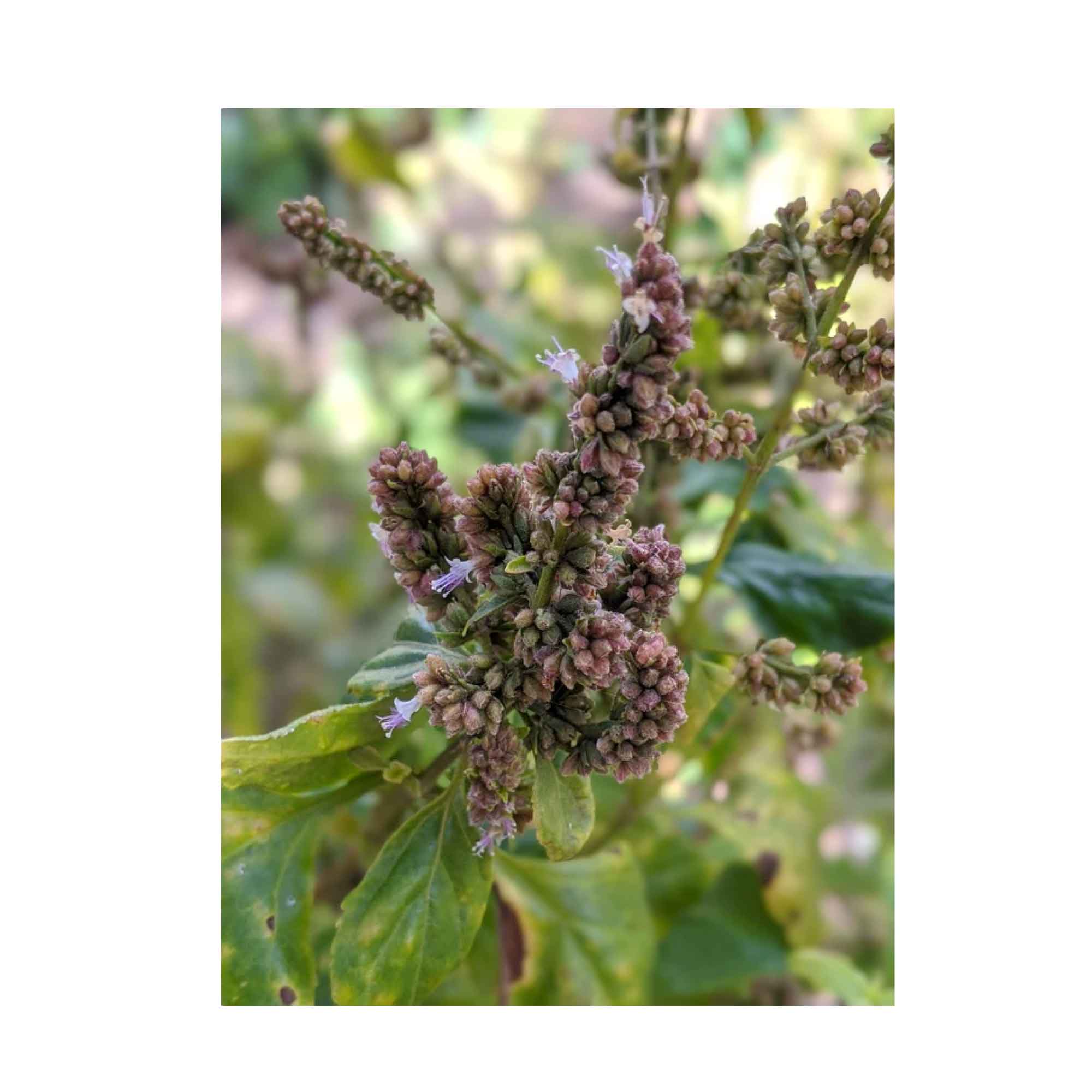 10x 100g Plant Oil Soap Patchouli Scent Pure Natural Vegetable Base Bar 4