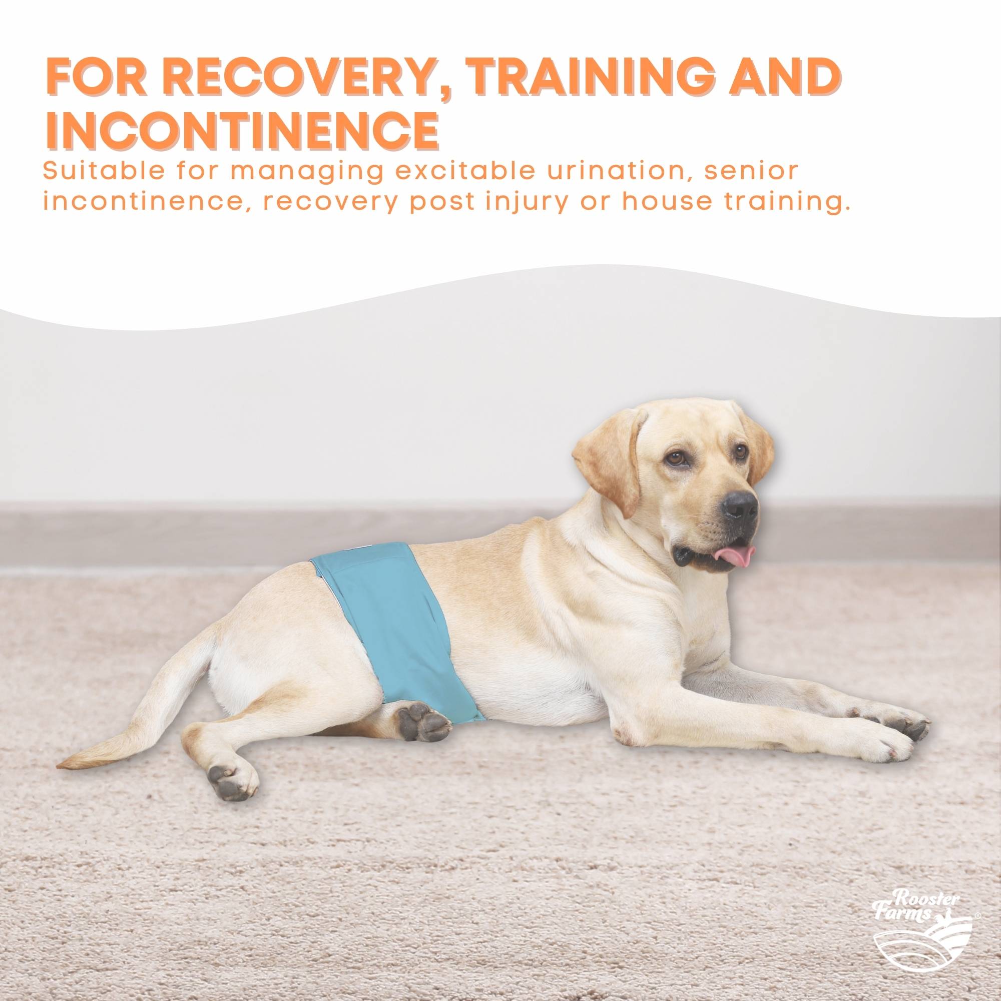 Rooster Farms Male Dog Diapers Medium 3Pk - Washable Reusable Nappies Hook/Loop 5