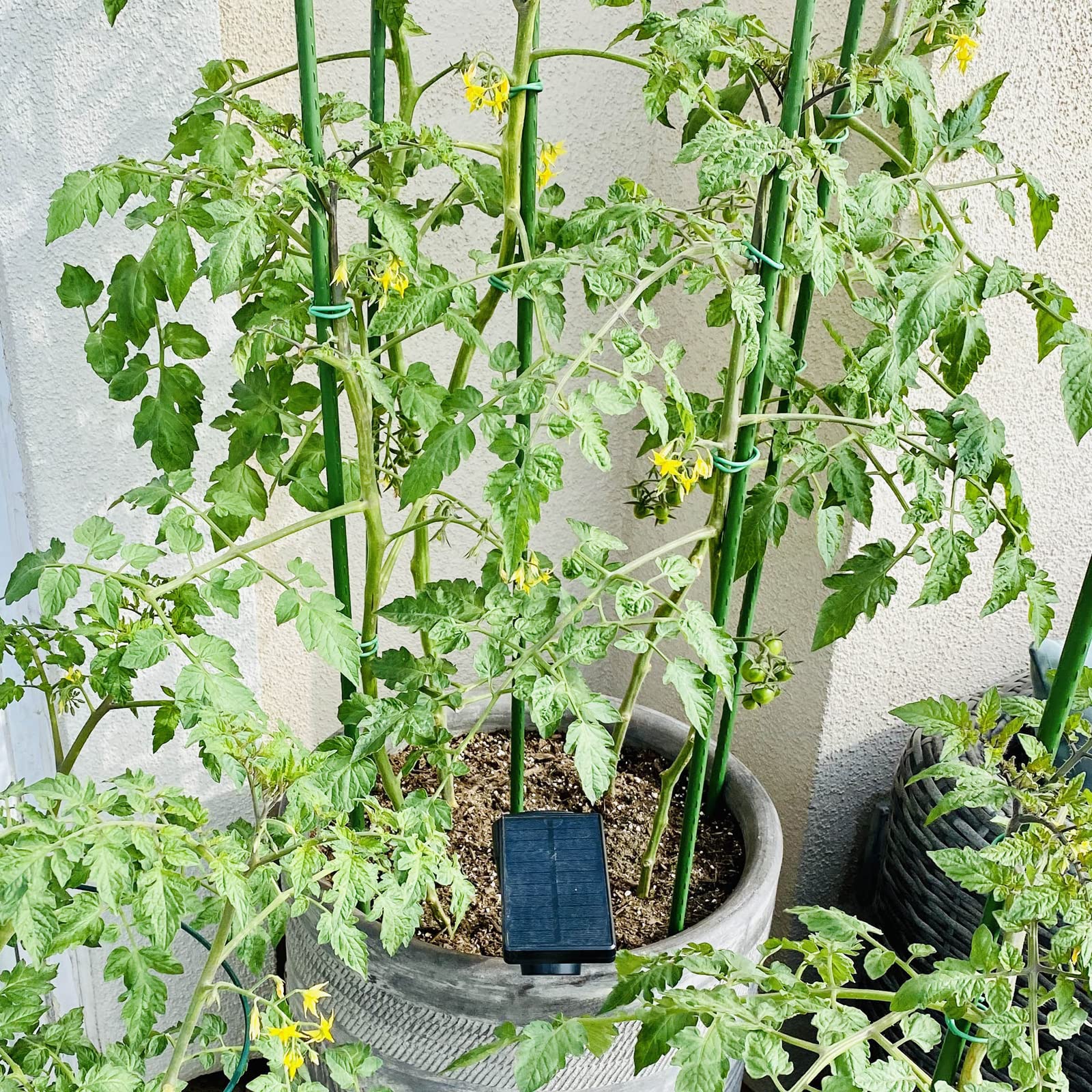10x 8mm Garden Plant Stakes 90cm Steel Plant Stick Support Stakes Growing Climbing Plants 6