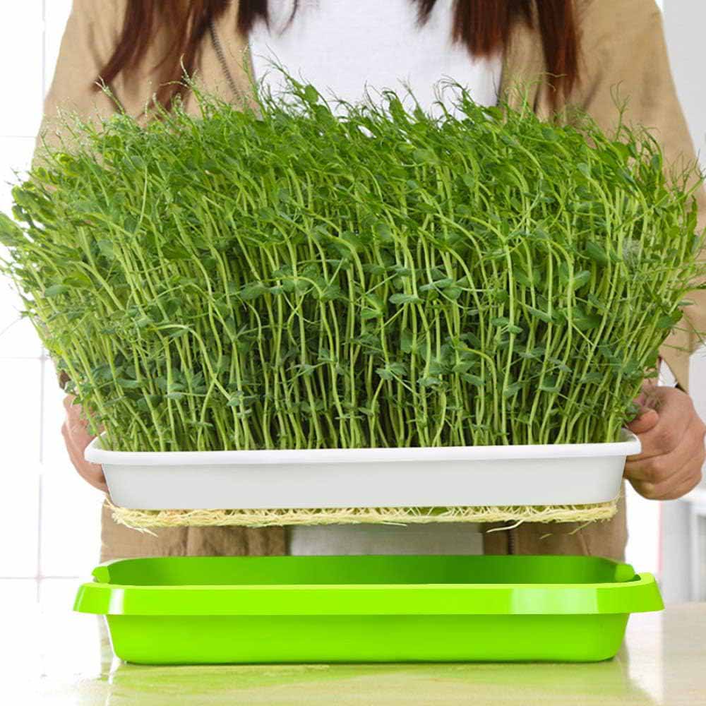 2-Pack Seed Sprouter Trays with Lids BPA-Free, Soil-Free Wheatgrass Growing Kit for Beans, Sprouts, Microgreens 5