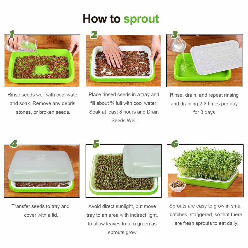2-Pack Seed Sprouter Trays with Lids BPA-Free, Soil-Free Wheatgrass Growing Kit for Beans, Sprouts, Microgreens 6