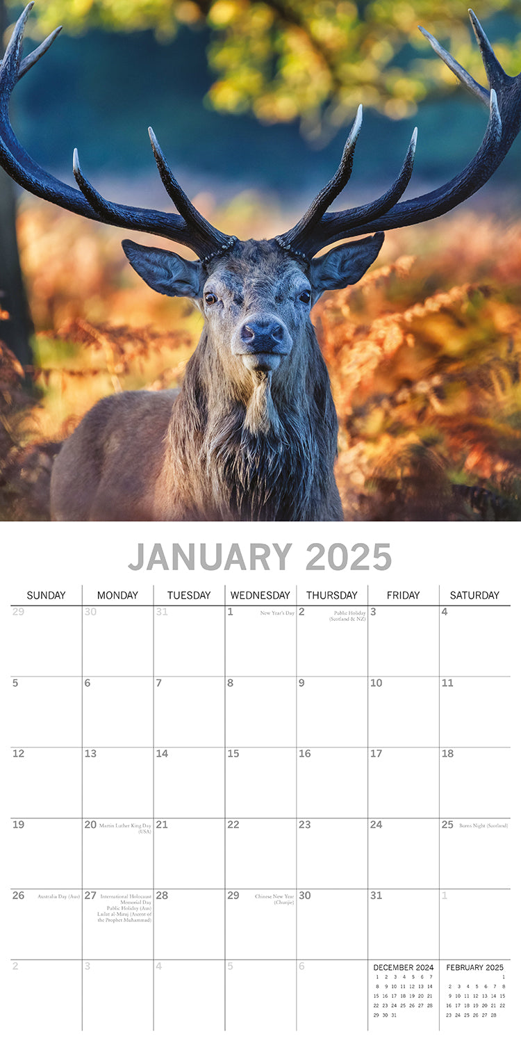 Country Wildlife - 2025 Square Wall Calendar Animals 16 Months Premium Planner 3