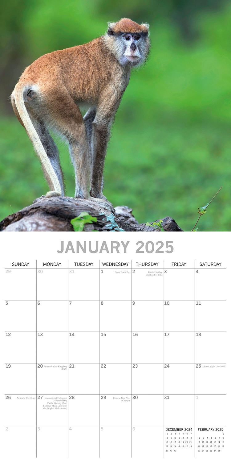 Monkey Business 2025 Square Wall Calendar Animals 16 Months Premium Planner Gift 3