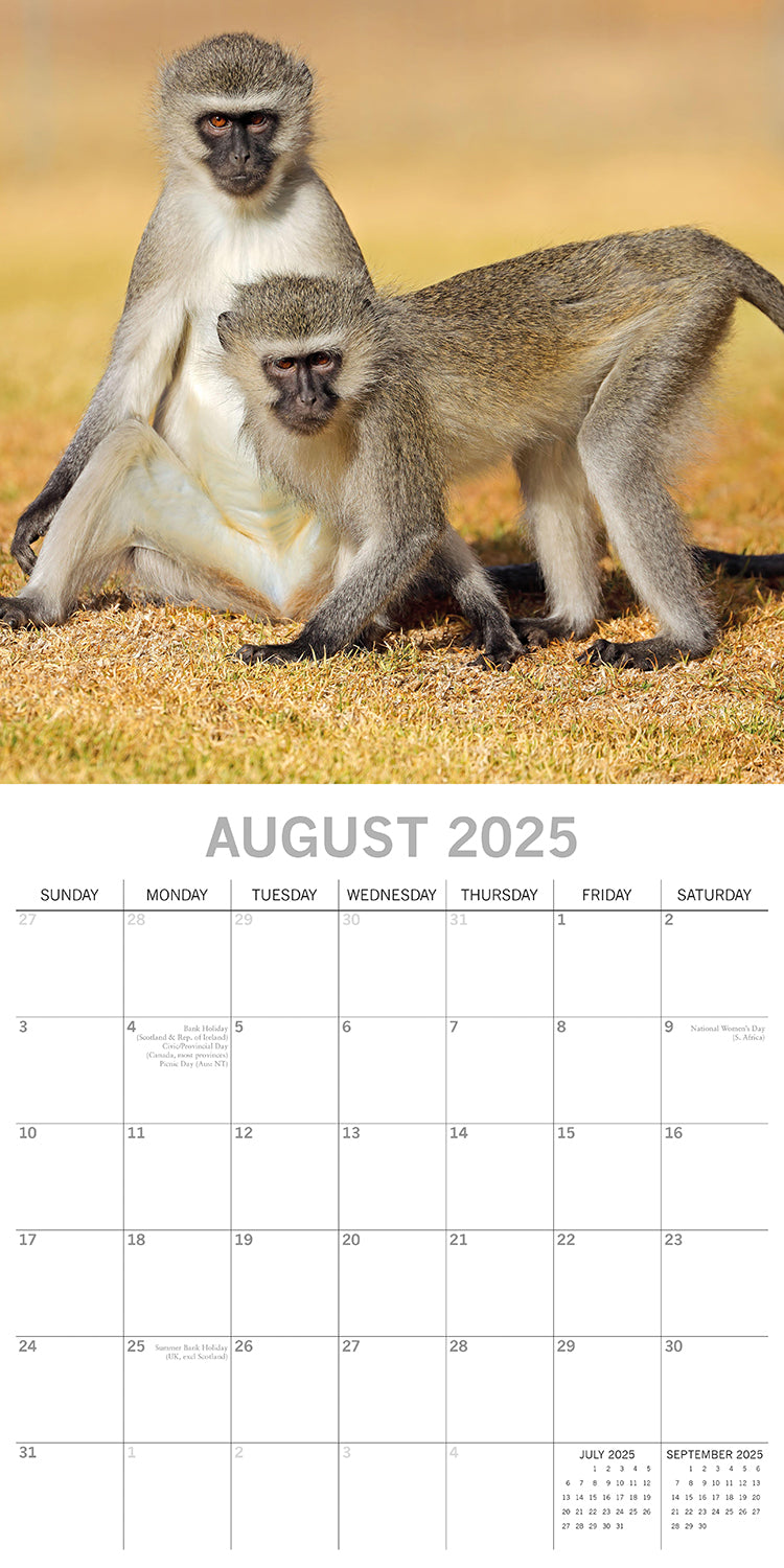 Monkey Business 2025 Square Wall Calendar Animals 16 Months Premium Planner Gift 4
