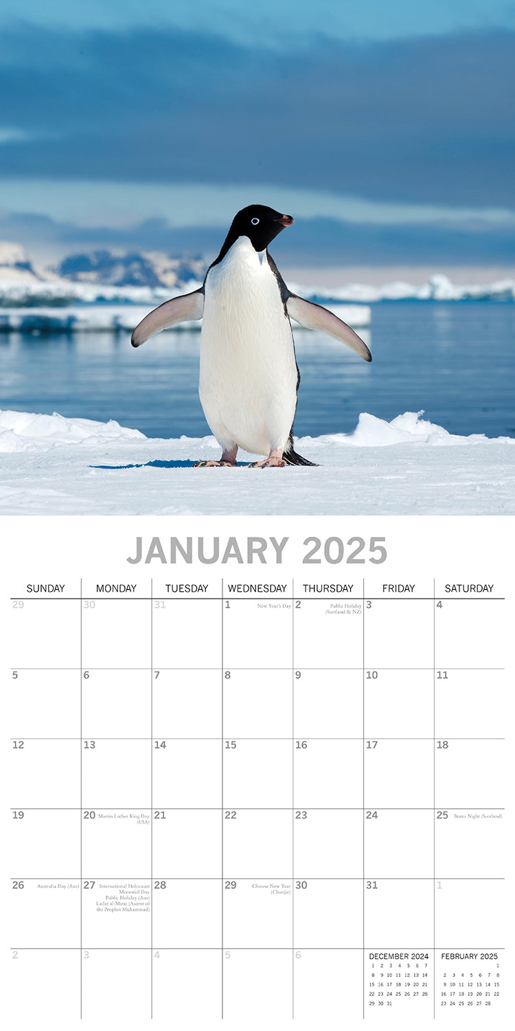 Penguins - 2025 Square Wall Calendar Pets Animals 16 Months Premium Planner Gift 3