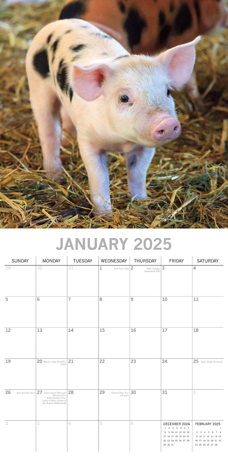 Piggies - 2025 Square Wall Calendar Pets Animals 16 Months Premium Planner Gift 3