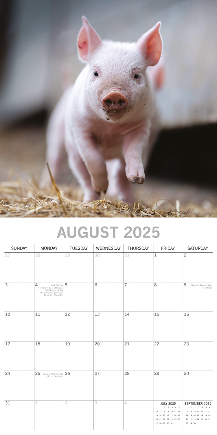 Piggies - 2025 Square Wall Calendar Pets Animals 16 Months Premium Planner Gift 4