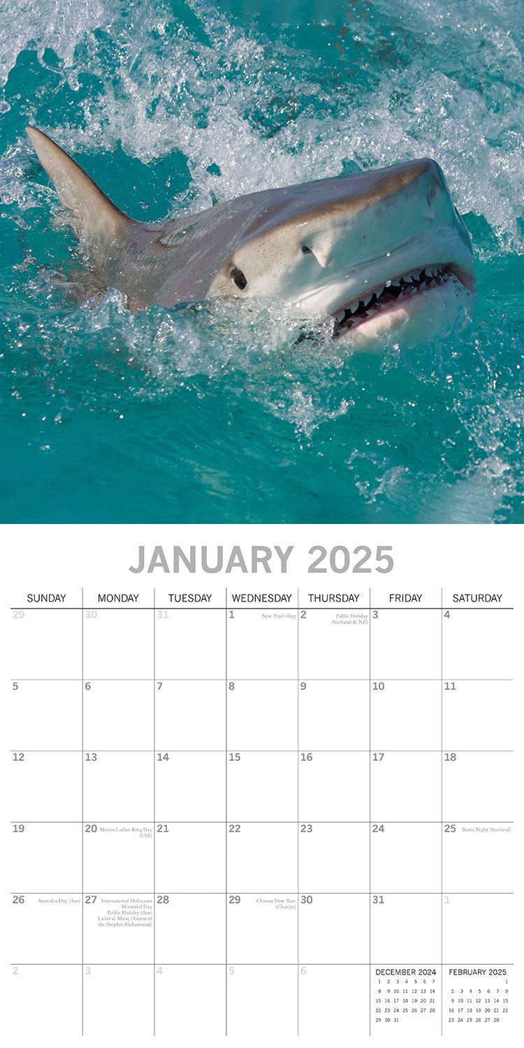 Sharks - 2025 Square Wall Calendar Pets Animals 16 Months Premium Planner Gift 3