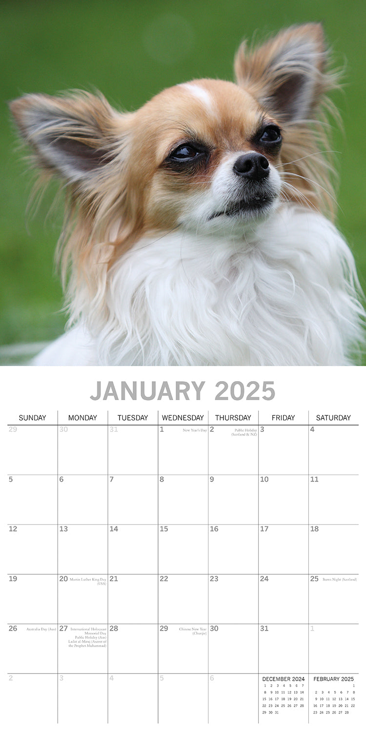 Chihuahuas 2025 Square Wall Calendar Dogs Pets Animals 16 Months Premium Planner 3