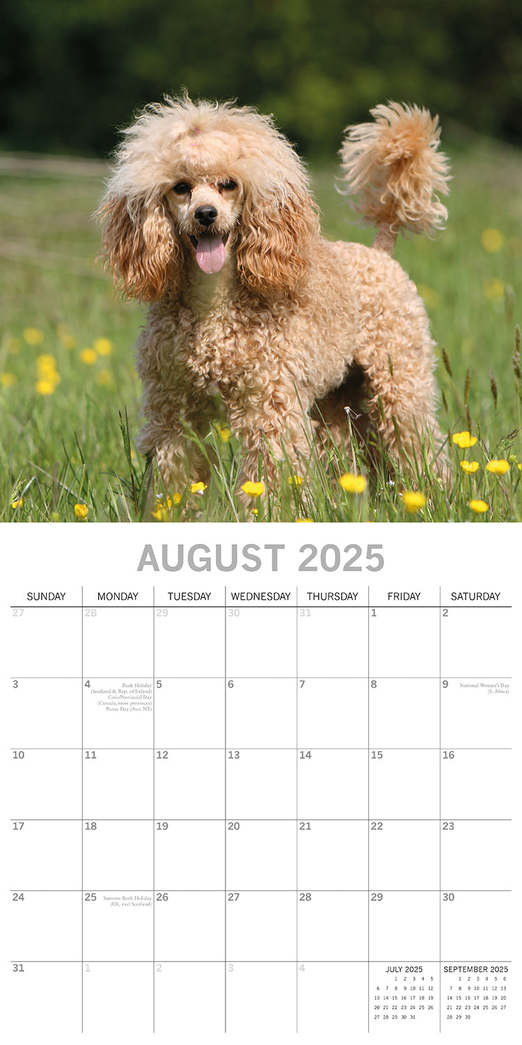 Poodles - 2025 Square Wall Calendar Dogs Pets Animals 16 Months Premium Planner 3