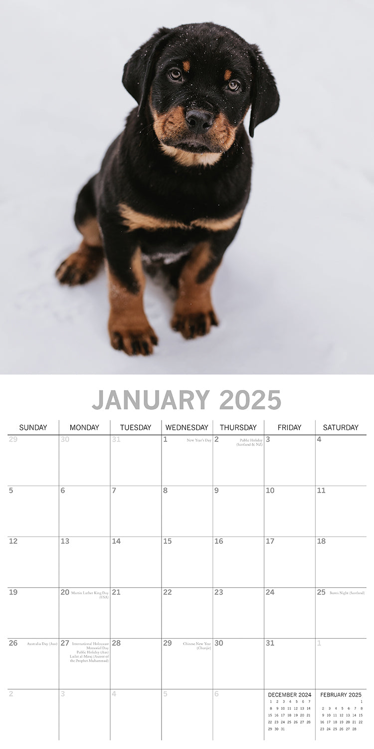 Rottweilers 2025 Square Wall Calendar Dogs Pets Animals 16-Month Premium Planner