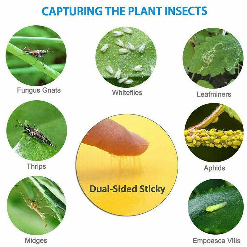 10PCS Yellow Sticky Paper Insect Trap Catcher Killer Fly Aphids Wasp - 25x15cm 5