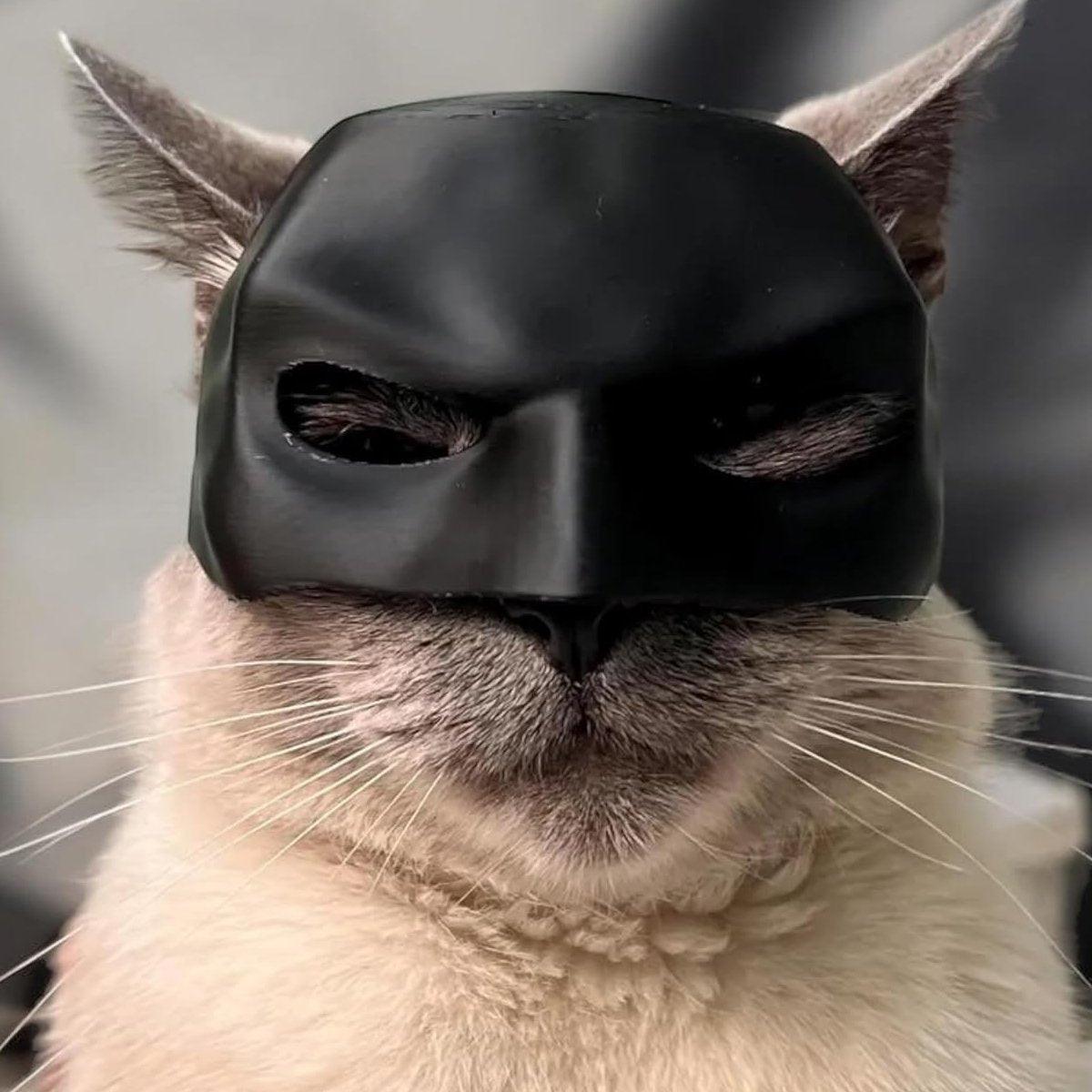 Halloween Bat Mask Cat Mask Pet Costume Accessories for Small Dogs Cats Outfit - XS 5