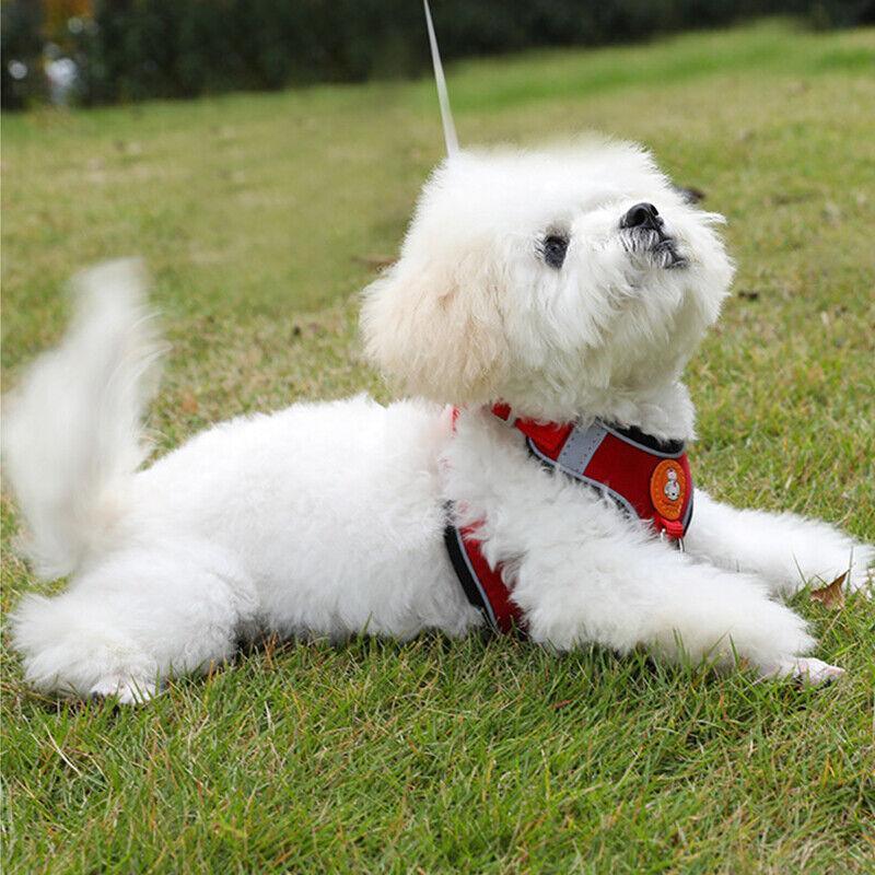 Dog Harness Cat Lead Puppy Leash Vest Mesh Breathe Adjustable Braces Small Pet Pink - L 5