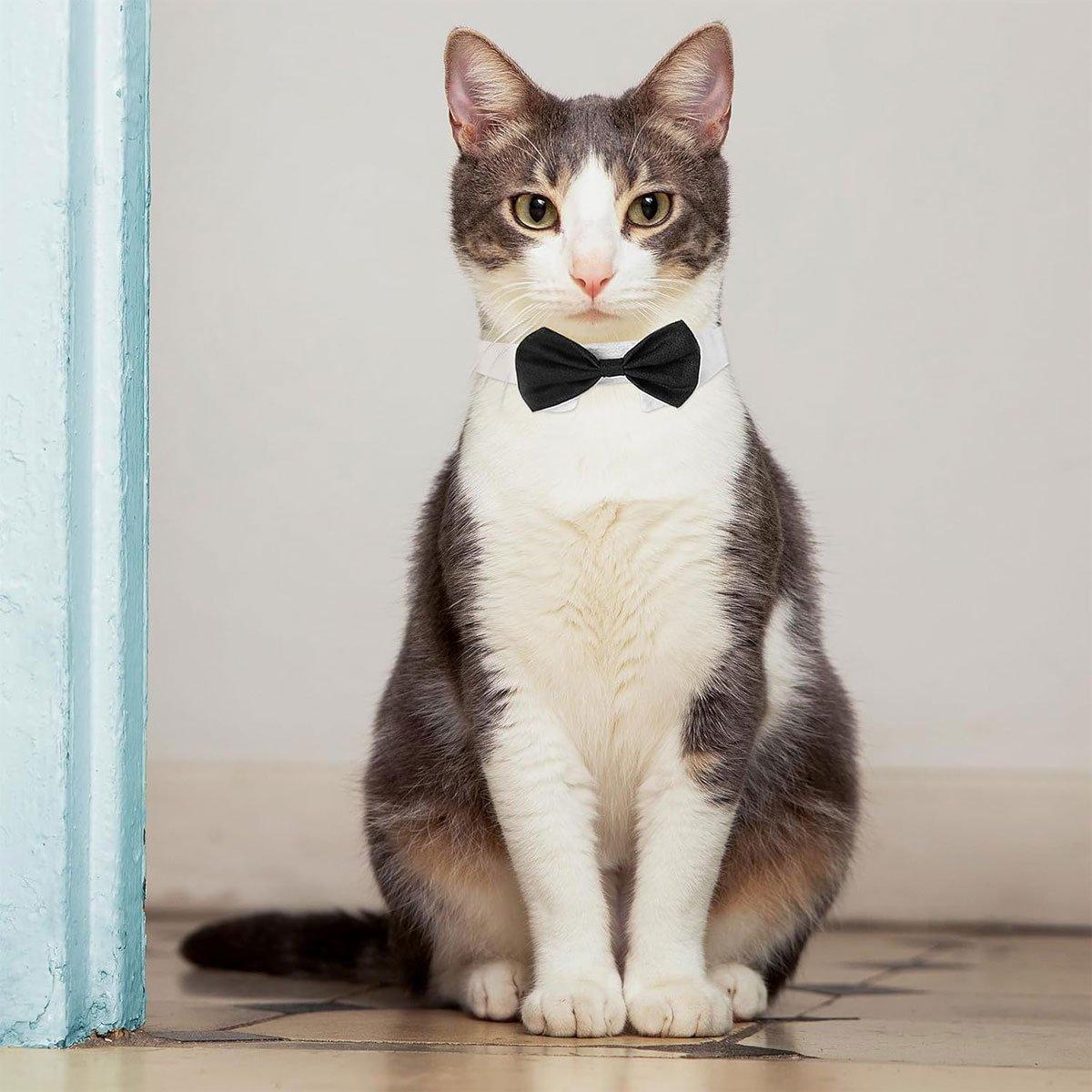 2pcs Pet Bow Tie Collar Dog Cat Suit Dress Accessories Adjustable Neck Strap - L 5