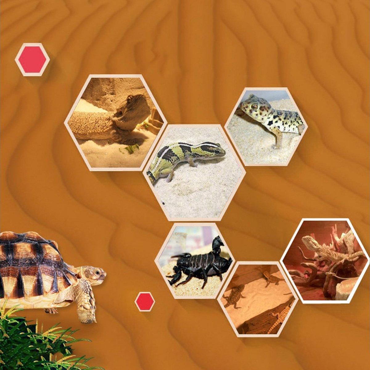 Pet Sand for Tortoises Snakes Lizards Spiders Multi-colour Reptile Habitat Decor - Grey Blue 4