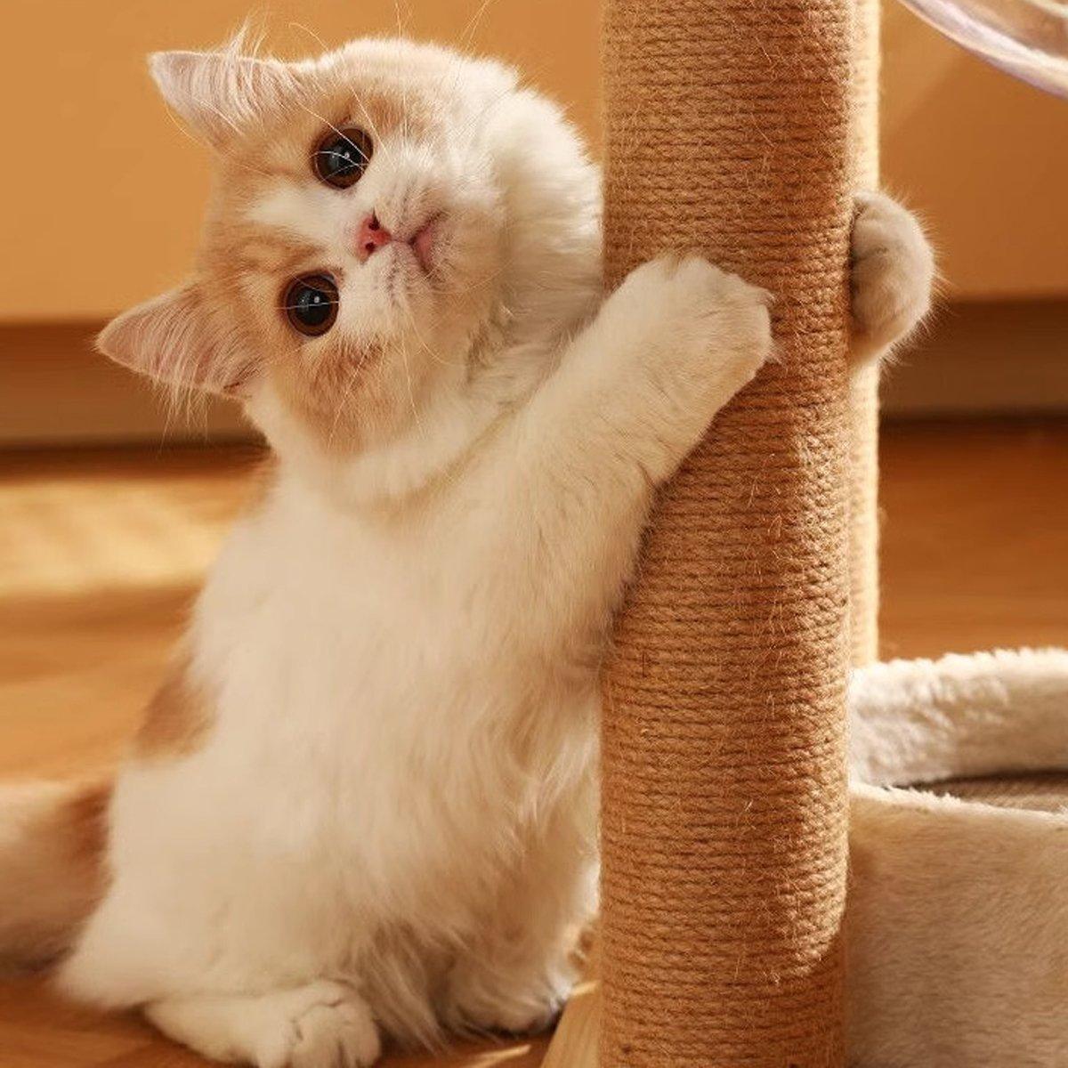 2pcs Sisal Cat Scratching Post Climbing Frame Replacement Pole for Cats Activity - 20cm 4