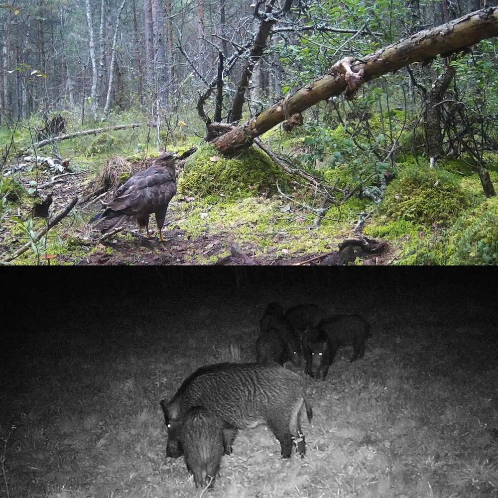 20mp 1080p Night Vision Mms Infrared Hunter Camera for Wildlife 10