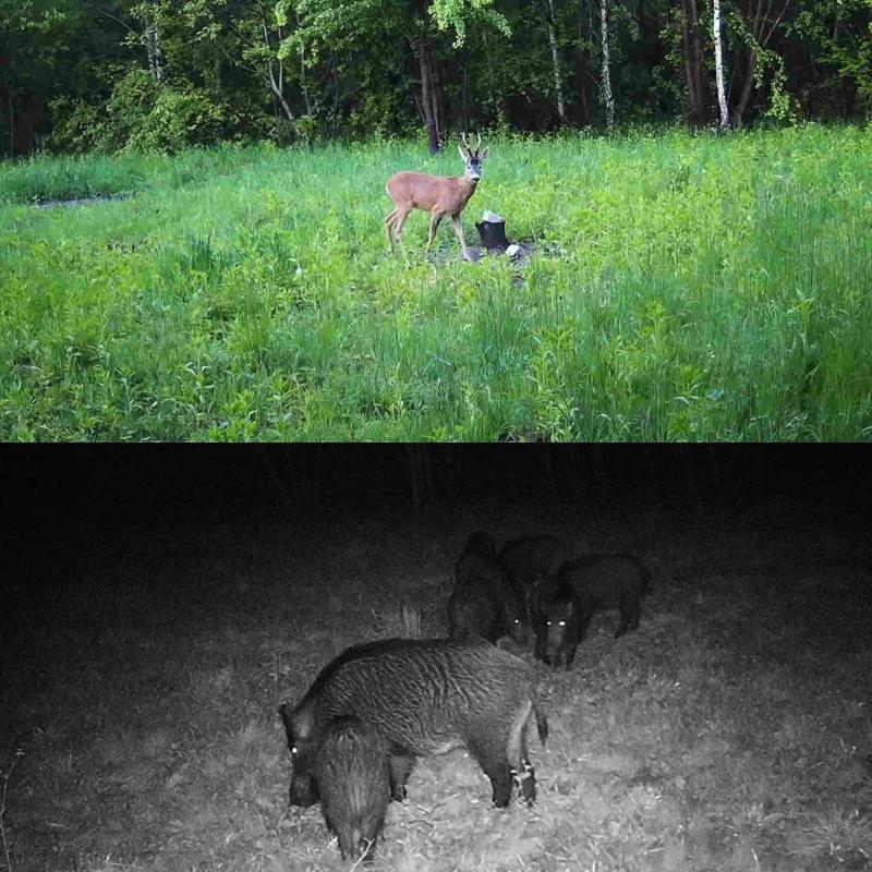 Outdoor Hunting Camera with Infrared Night Vision - 2.7k Resolution 9
