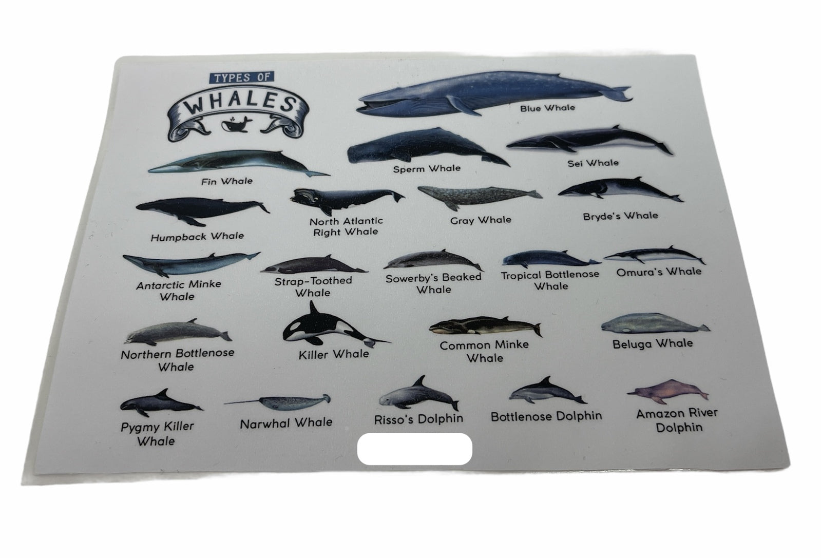 TYPES OF WHALES A4 Matte Laminated Poster Print Fish - 210mm x 297mm 3
