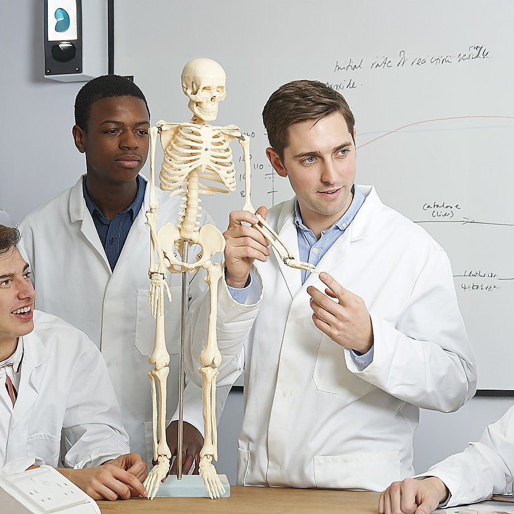 Anatomical 85cm Tall Human Skeleton with Stand Model - Medical Anatomy 5