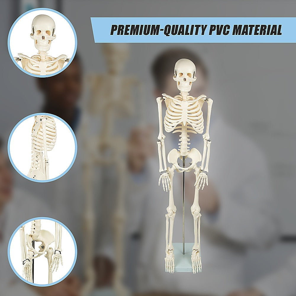 Anatomical 85cm Tall Human Skeleton with Stand Model - Medical Anatomy 7