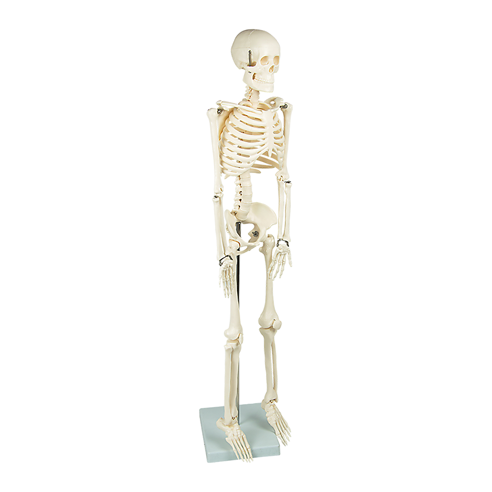 Anatomical 85cm Tall Human Skeleton with Stand Model - Medical Anatomy 3