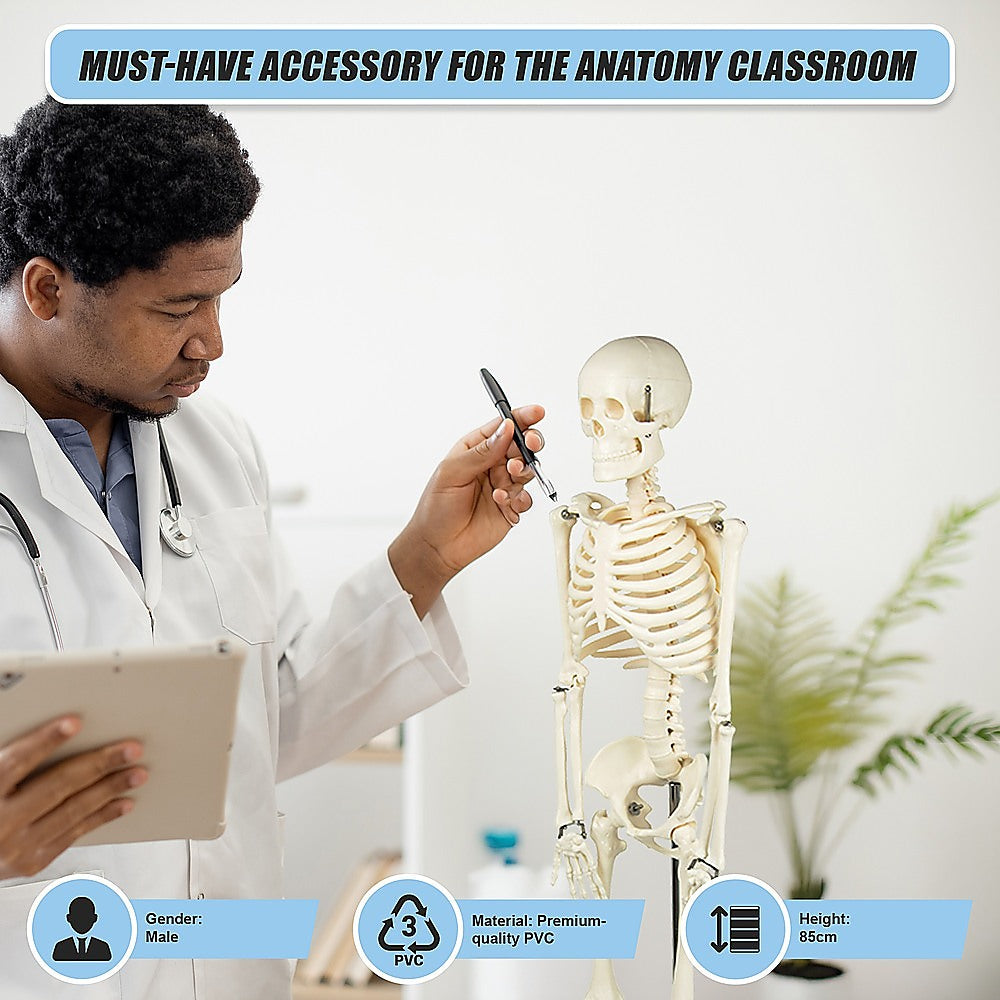 Anatomical 85cm Tall Human Skeleton with Stand Model - Medical Anatomy 8