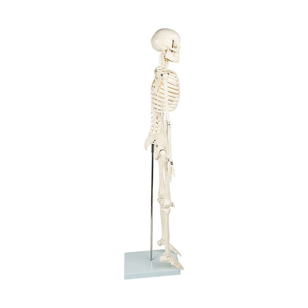 Anatomical 85cm Tall Human Skeleton with Stand Model - Medical Anatomy 4