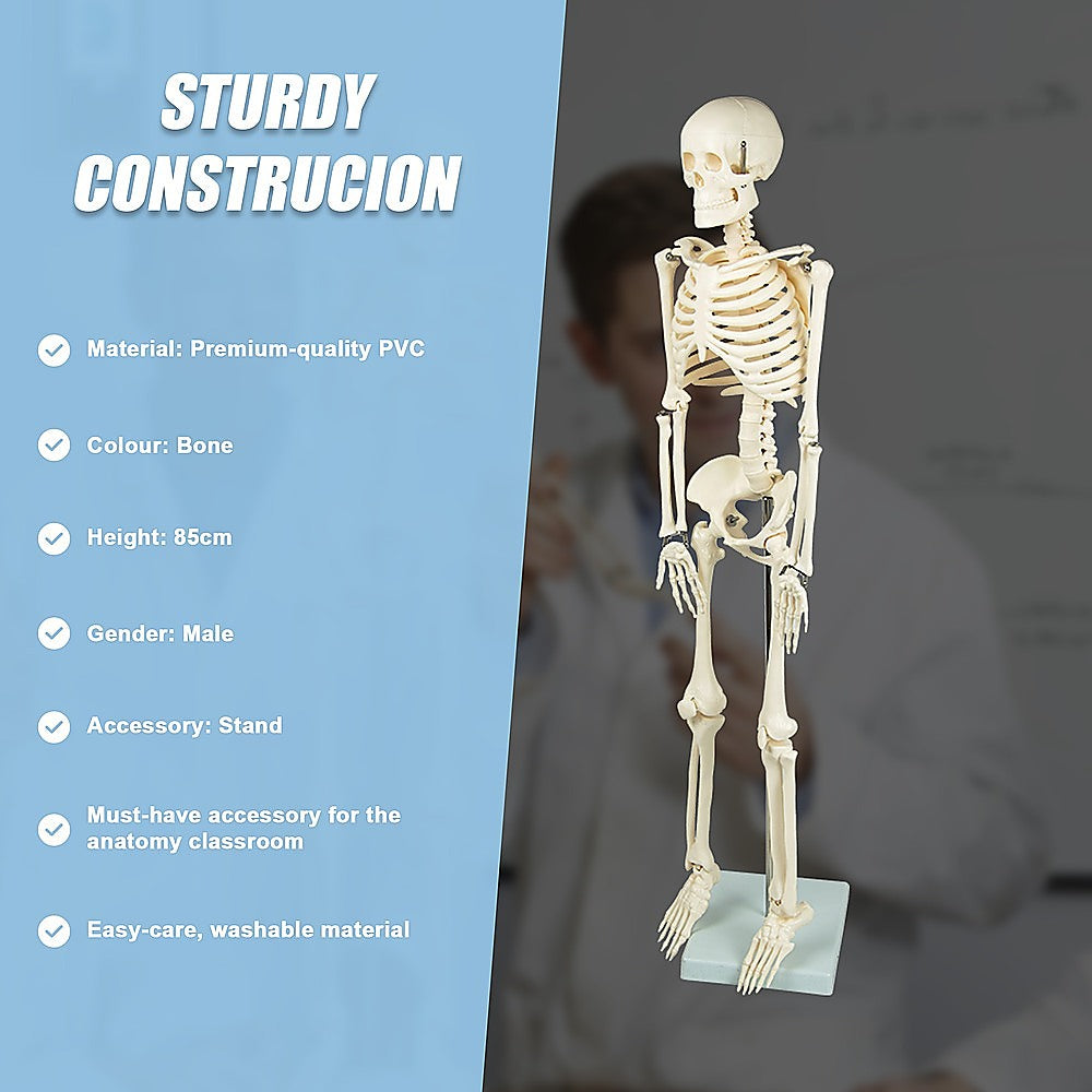 Anatomical 85cm Tall Human Skeleton with Stand Model - Medical Anatomy 9