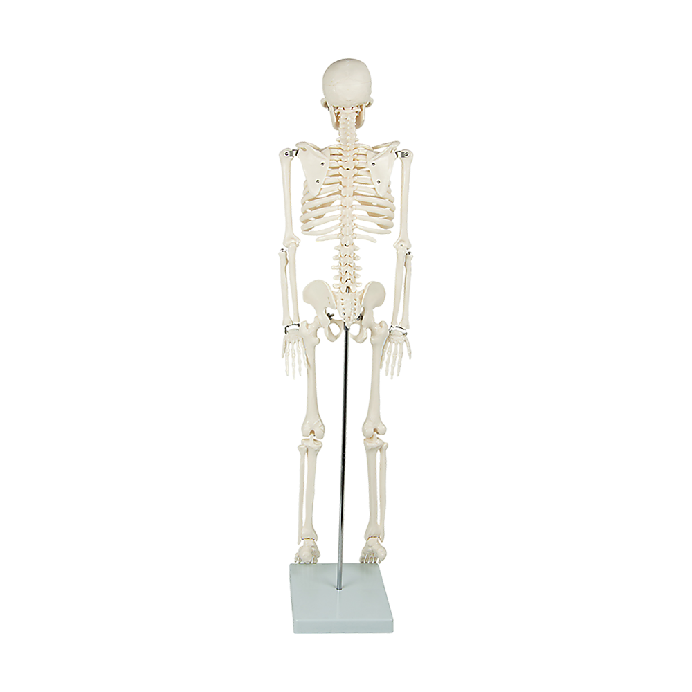 Anatomical 85cm Tall Human Skeleton with Stand Model - Medical Anatomy 6