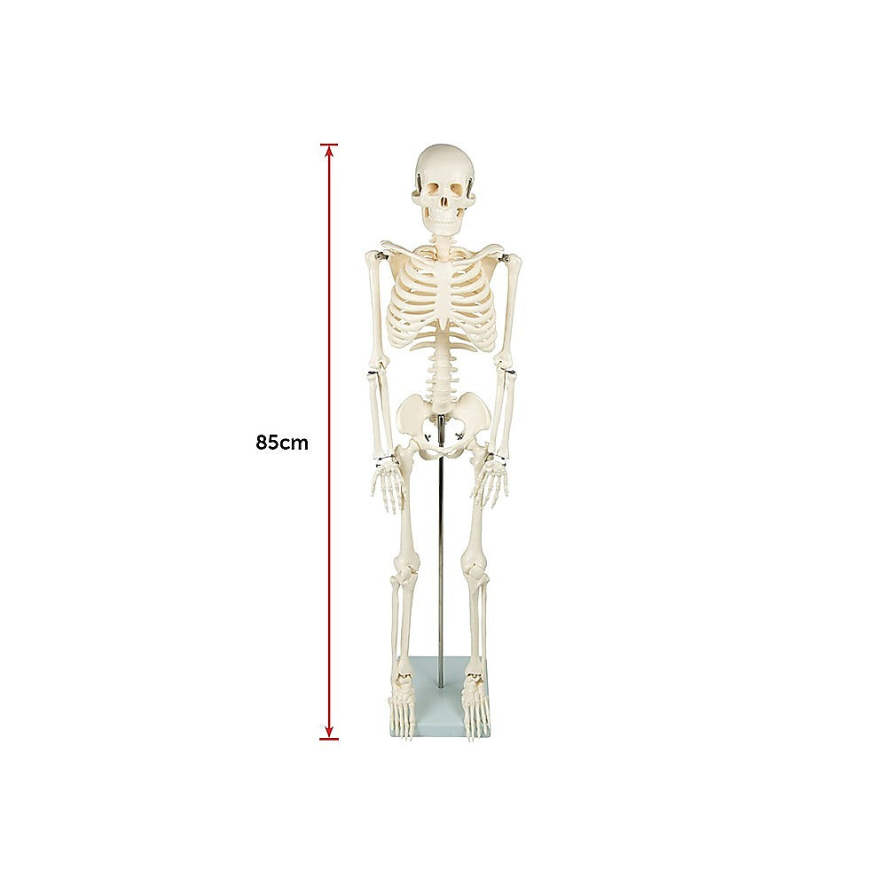 Anatomical 85cm Tall Human Skeleton with Stand Model - Medical Anatomy 10