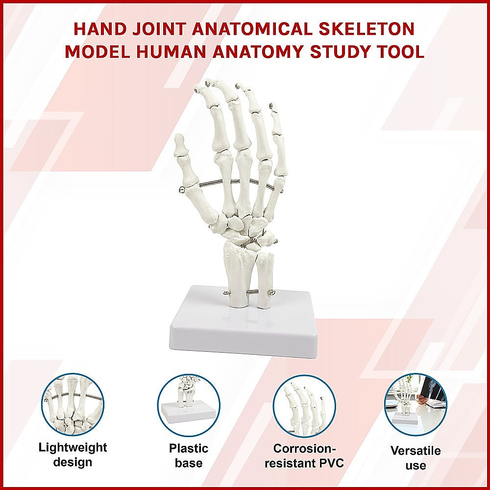 Hand Joint Anatomical Skeleton Model Human Anatomy Study Tool 3