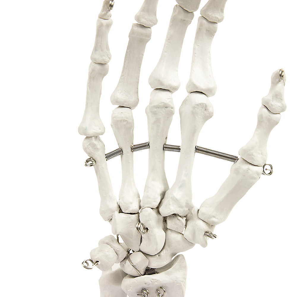 Hand Joint Anatomical Skeleton Model Human Anatomy Study Tool 4
