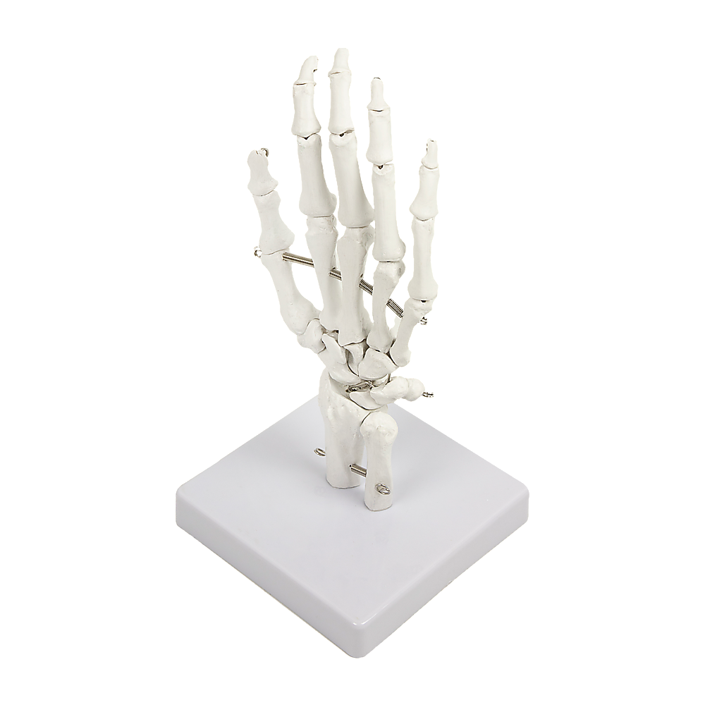 Hand Joint Anatomical Skeleton Model Human Anatomy Study Tool 5