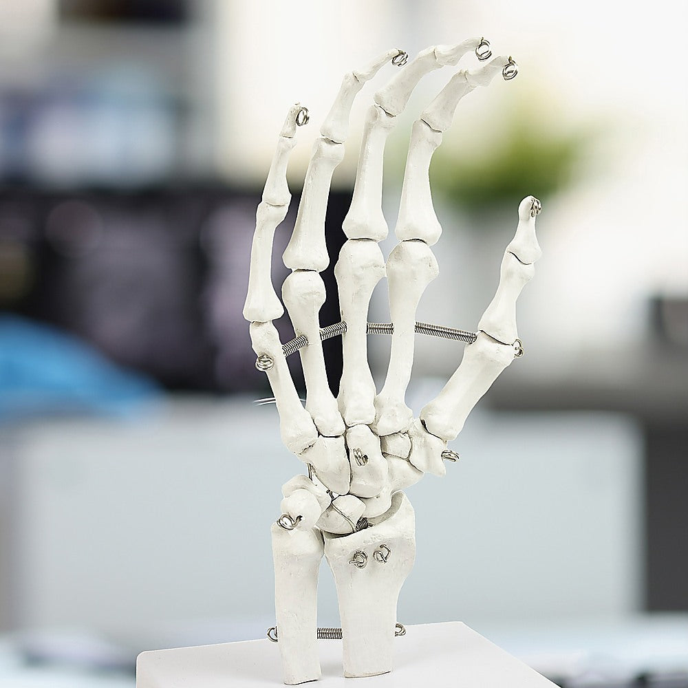 Hand Joint Anatomical Skeleton Model Human Anatomy Study Tool 6