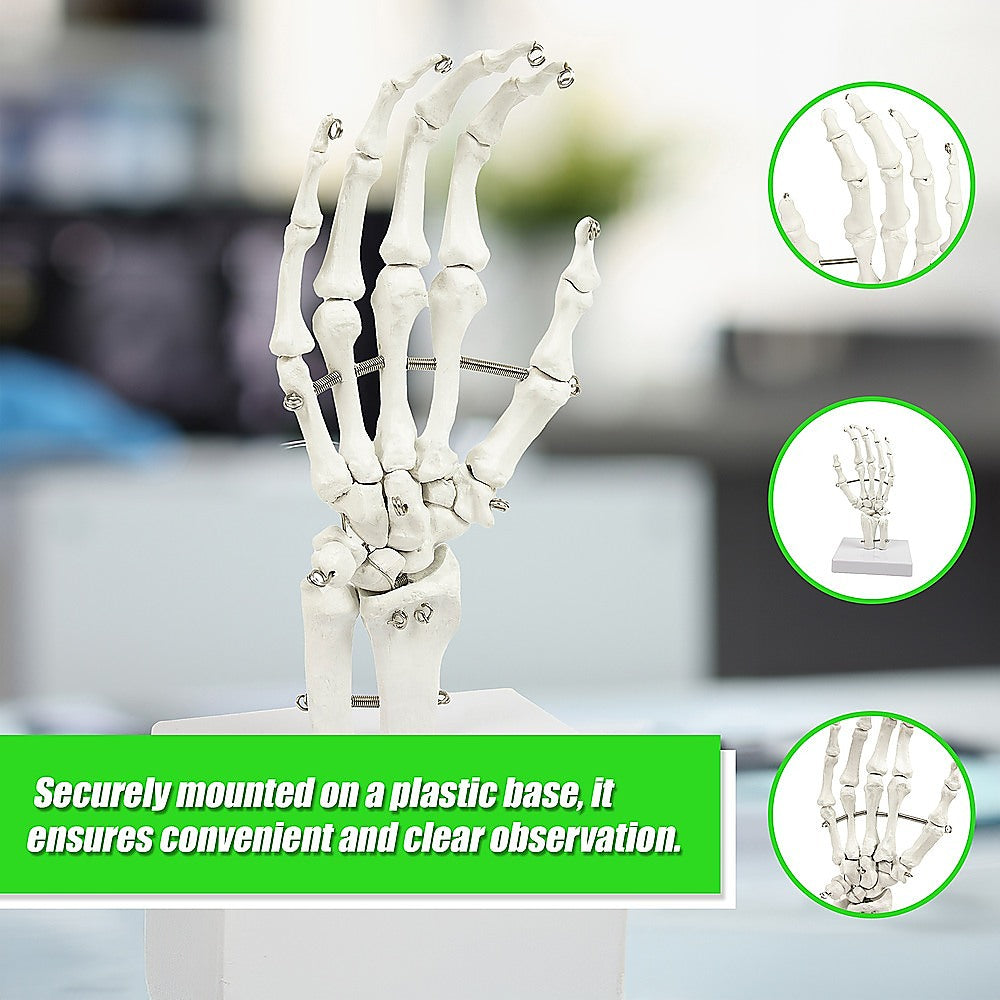 Hand Joint Anatomical Skeleton Model Human Anatomy Study Tool 8
