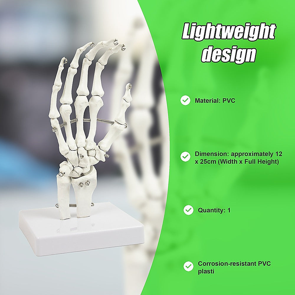 Hand Joint Anatomical Skeleton Model Human Anatomy Study Tool 10