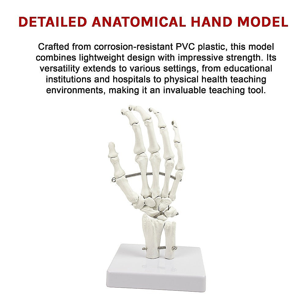 Hand Joint Anatomical Skeleton Model Human Anatomy Study Tool 11