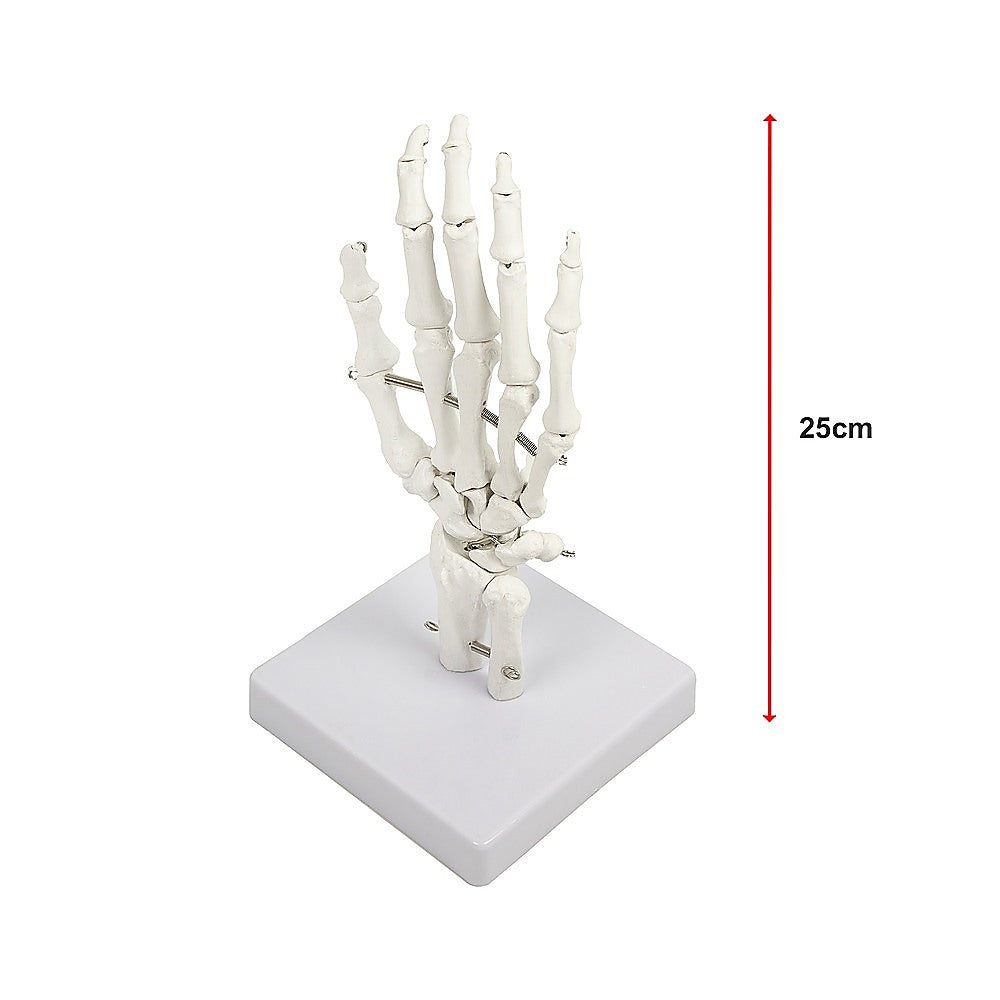 Hand Joint Anatomical Skeleton Model Human Anatomy Study Tool 12